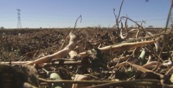 Siguen los descuentos a productores de frijol