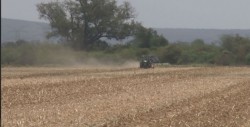 Avanzan las trillas de maíz en Sinaloa