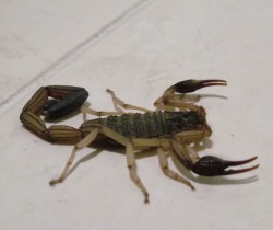 Hay presencia de alacranes altamente tóxico: Vectores