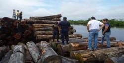 Más del 50 % de la madera comercializada en Brasil es ilegal, según Gobierno