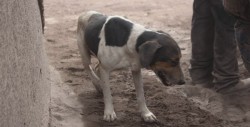 Perrito ayuda a encontrar a sus amos entre las cenizas en Guatemala