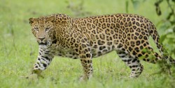 Mira como rescatan a un leopardo atrapado en un pozo