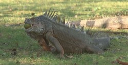 Preservación de la Iguana