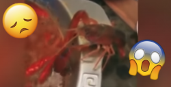 #Video Cangrejo se corta su propia pinza para escapar de una olla hirviendo
