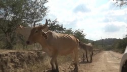 Afecta sequía a productores de ganado