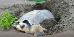 Aseguran 100 huevos de tortuga en Boca del Río, Veracruz