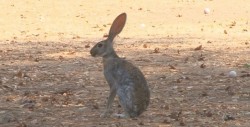 Liebres se confunde con los conejos
