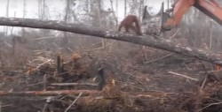 #Video Orangután defiende su hogar; se enfrenta a excavadora que lo destruía