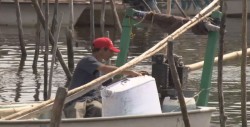 Controlada la pesca ilegal en Sinaloa