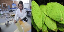 Con jugo de nopal, crean plástico biodegradable