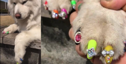 ¿Manicura para perros? Descubre la tendencia que está arrasando en las redes