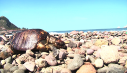 Aparecen muertas especies marinas