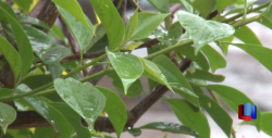 Caen primeras lluvias en sur de Sonora