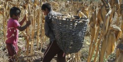 Impulsa México modelo para reducir trabajo infantil