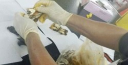 Decomisan en aeropuerto droga oculta en bolsas con mole