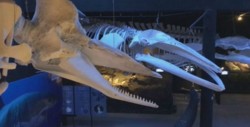 Presumen el gigante esqueleto de una ballena azul