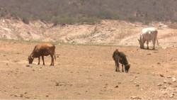 Buscan garantizar sanidad de cabezas de ganado en Sinaloa