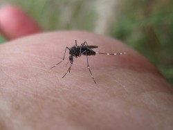 49 casos sospechosos de dengue en Mazatlán