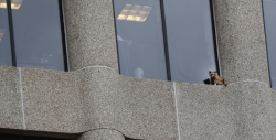 Mapache escala un edificio de 25 pisos en Estados Unidos