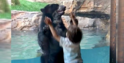 Oso brinca con niño de 5 años y las redes enloquecen