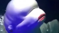 Mujer causa polémica por pintarle los ‘labios’ a beluga en China