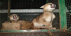 La Interpol identifica a 1.400 sospechosos de venta ilegal de animales