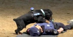 VIDEO: Perro Policía "salva" a agente haciéndole reanimación cardiopulmonar