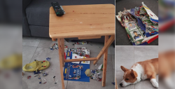 Panini regala álbum del Mundial después que un Corgi destruyera el de su dueña