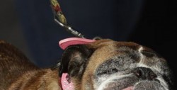 Esta bulldog, gana como el perro más feo del mundo