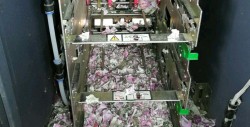 5 mil pesos fueron destruidos por una rata en un cajero