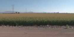 Solicitarán seguridad en campos agrícolas