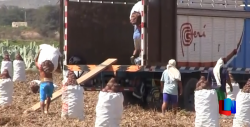 Benéfico el cierre de fronteras a la papa fresca