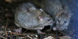 Aumentan casos de leptospirosis en temporada de lluvia