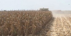 Trillas de maíz registran un avance del 96 por ciento