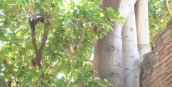 El árbol de Higuera necesita condiciones especiales para crecer
