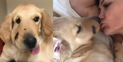 Perro salva a su dueña de ataque de serpiente de cascabel