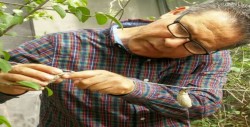 Seleccionan capullos para iniciar crianza de especie