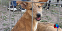 Cientos de animales han sido salvados por ellos