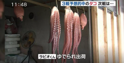 El pulpo 'psíquico' que predijo los partidos de Japón y terminó en un plato