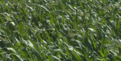 Impulsará la CNC reforma al campo