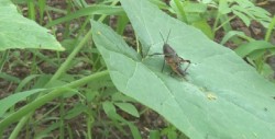 La llegada de las lluvias, genera una explosión de vida silvestre