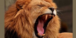 Leones devoran a cazadores furtivos en una reserva sudafricana