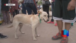 Animaleros buscan coordinarse con autoridades
