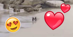 Estos pingüinos harán que vuelvas a creer en el amor