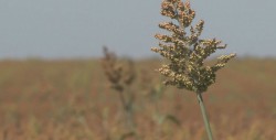 Una  "bofetada" a los campesinos , la reducción del programa de sorgo
