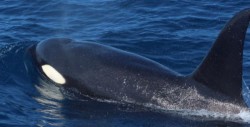 Se registra avistamiento de orcas en Mazatlán