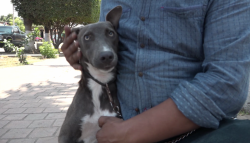 Vacunas y esterilización gratuitas