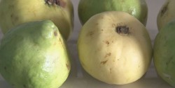 Guayabas de gran beneficio para la salud