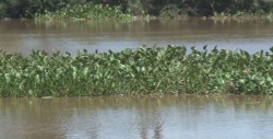 Lirio acuático persiste como plaga en cuerpos de agua dulce