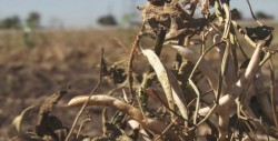 CAADES a favor de que se apoye la agricultura de subsistencia